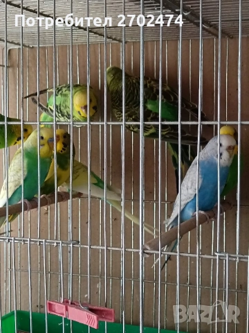 вълнисти папагали , снимка 2 - Папагали - 53657899