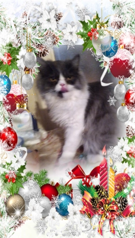 Ваксинирани персийски дългокосместа многоцветни котки с ЕС паспорти,микрочипирани!, снимка 10 - Чинчили - 42172746