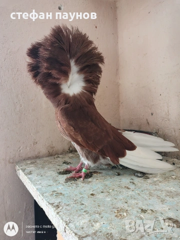 Якалия, снимка 3 - Гълъби - 53734052