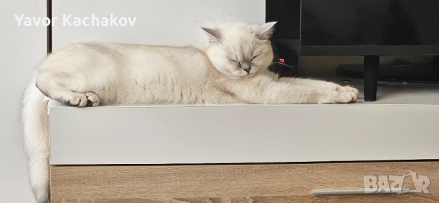 британска търси мъжки, снимка 2 - Британска късокосместа - 52270742