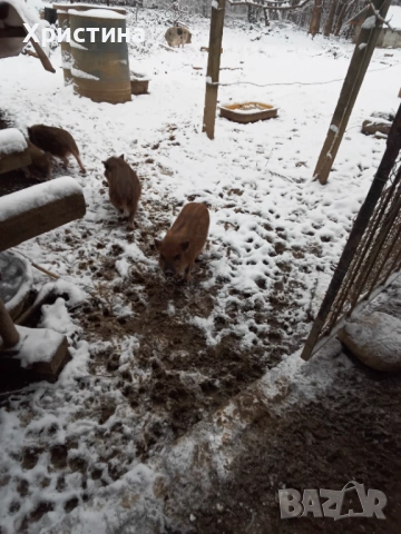 Виетнамски прасета, снимка 9 - Прасета - 52469489