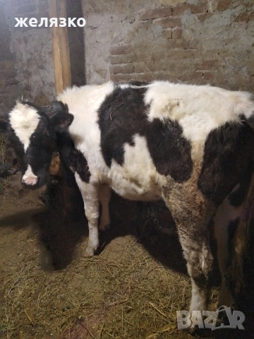 женско теле на 11 месеца 