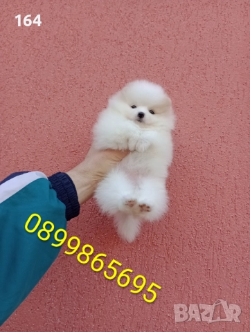 Женски Померани. Различни възрасти!, снимка 5 - Померан - 52725199