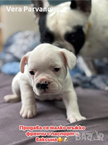 Малко мъжко Френчи