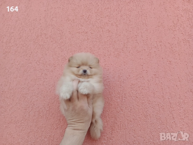 Померани. Реални снимки!, снимка 11 - Померан - 52684775