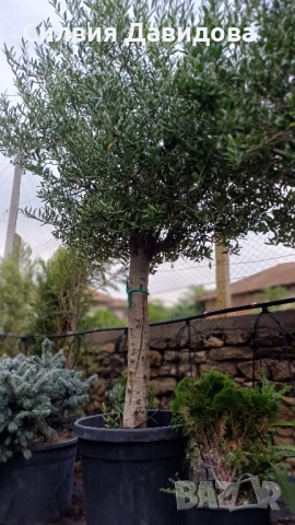 Маслина Европейска, снимка 14 - Градински цветя и растения - 52508763