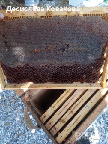 Екологично чист манов мед!, снимка 2 - Пчелни продукти - 41888785