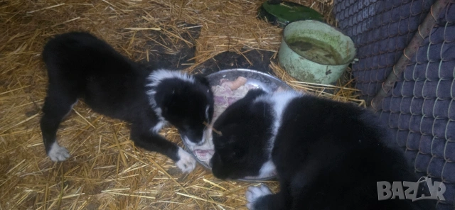 Алабай , снимка 8 - Алабай - 50339266