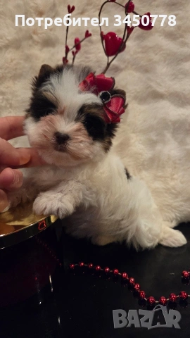 мини момиченце йоркшир биро