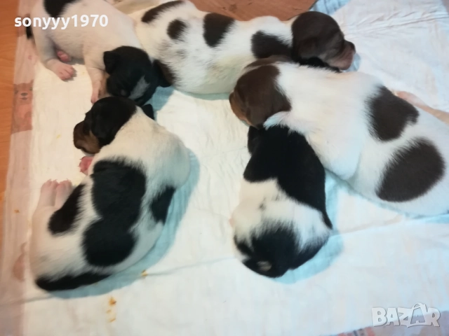 ДЖАК РЪСЕЛ БЕБЕТА-УНИКАЛНИ СЛАДУРИ 250ЛВ ЗА ЕДНО 3008251451, снимка 3 - Джак ръсел териер - 51543246