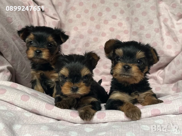 Йоркширски териер , снимка 1