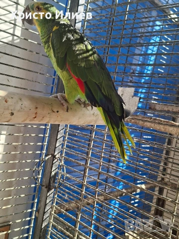 Женска синьочела амазана 2019 