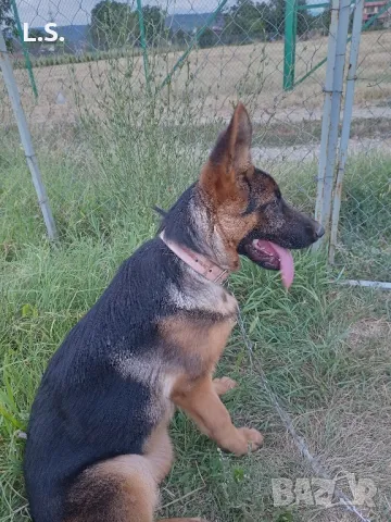 НОК женска, нa 4 г., снимка 5 - Немска овчарка - 48395070