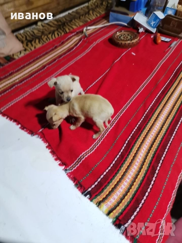 пинчерчета за продажба