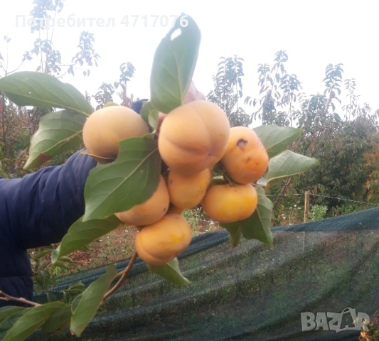 Дръвчета райска ябълка , снимка 5 - Градински цветя и растения - 53200652