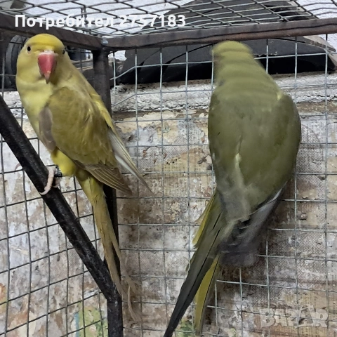 продавам малак александар, снимка 7 - Папагали - 53769619