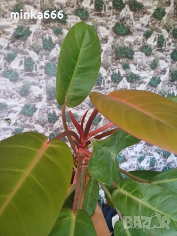 Филодендрон карамел., снимка 2 - Стайни растения - 52863887