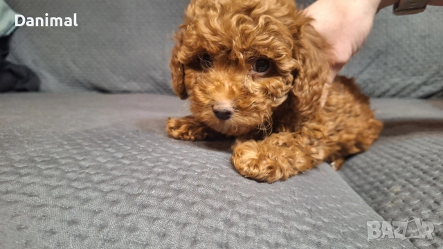 пуделчета той/ момче и момиче/toy poodle