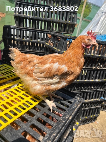 Кокошки носачки 