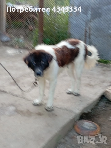 Българско овчарско куче, снимка 4 - Каракачанска овчарка - 51812904