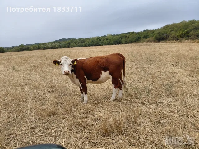 Хелефорд се продава 