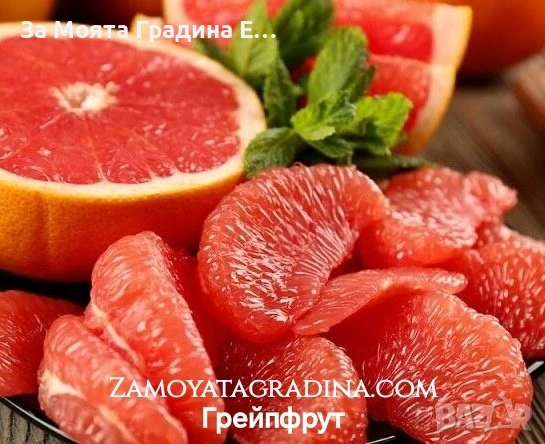 Цитрусови растения 8 вида – Лимон , Портокал , Мандарина, Грейфрут  , снимка 2 - Градински цветя и растения - 53623168