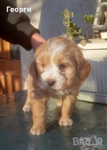 Кокер с Лагото- кученца, снимка 6 - Други - 53262436