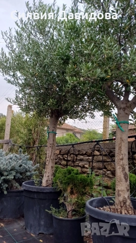 Маслина Европейска, снимка 15 - Градински цветя и растения - 52508763