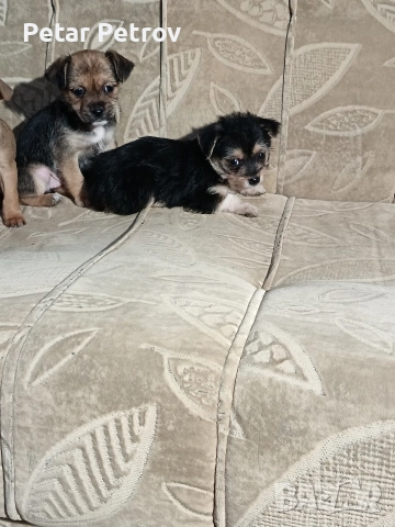 мини чиху пинчер , снимка 2 - Пинчер - 52813031
