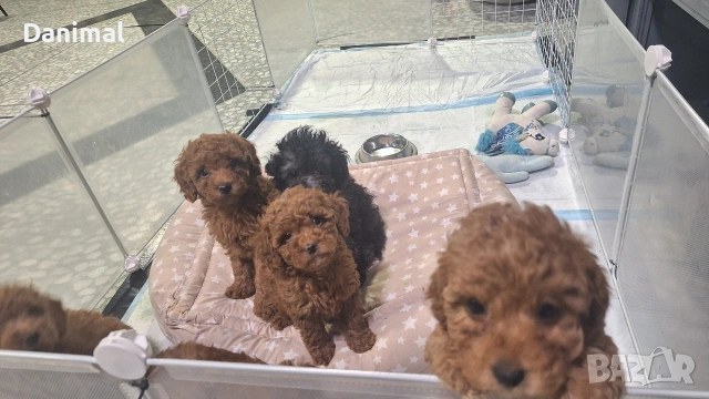 мини пуделчета / момчета и момичета, снимка 6 - Пудели - 53581267