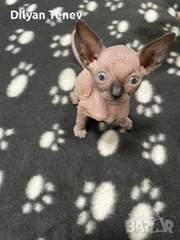 Канадски сфинкс, снимка 4 - Сфинксове - 50620392