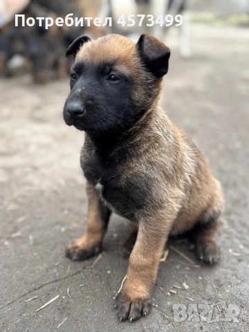 Белгийски овчарки Малиноа, снимка 10 - Белгийска овчарка - 53582487