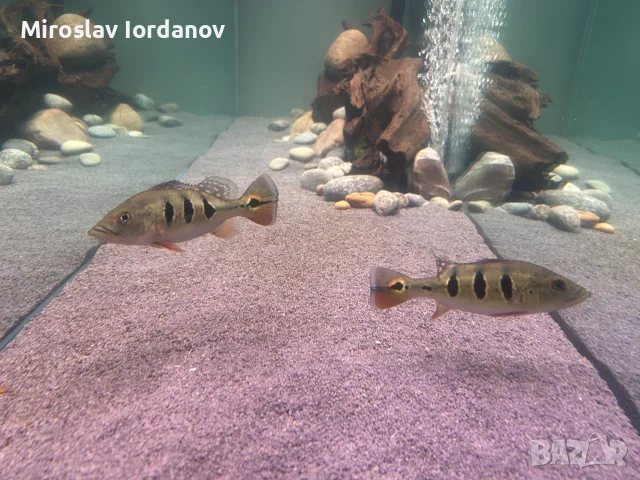 цихли peacock bass, снимка 7 - Рибки - 55966009