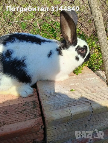 Зайци, снимка 7 - Други животни - 53409268