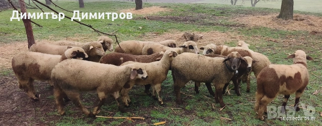 продавам агнета , снимка 4 - Овце - 53835931