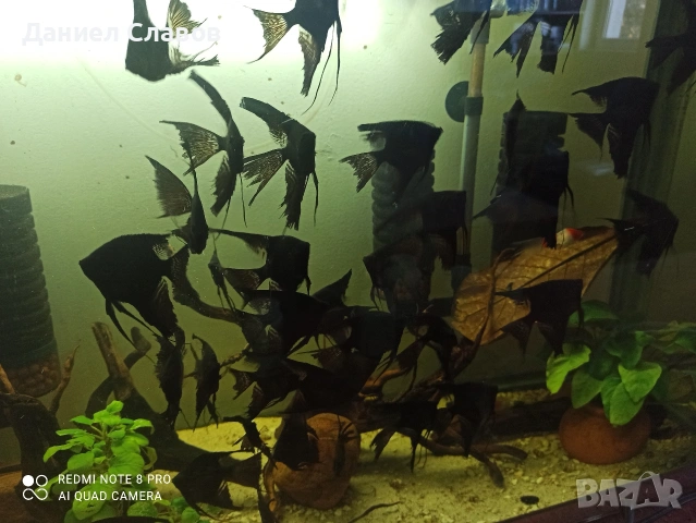 Черни воални ангели, снимка 3 - Рибки - 51626962