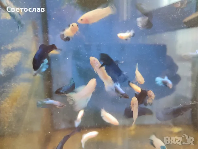 Аквариумни рибки , снимка 2 - Рибки - 55792845