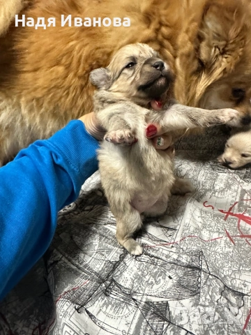 Немски шпиц, снимка 4 - Немски шпиц - 52687005