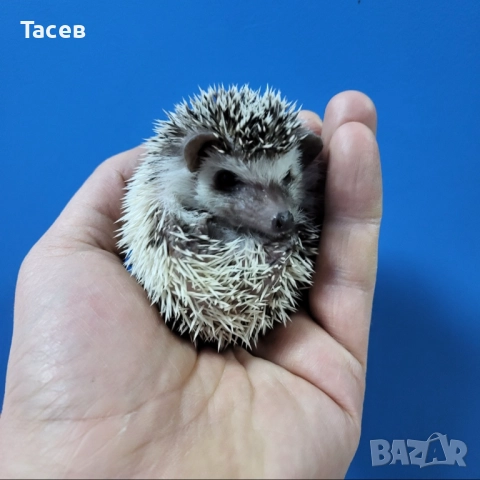 Мини африкански таралежчета, снимка 1