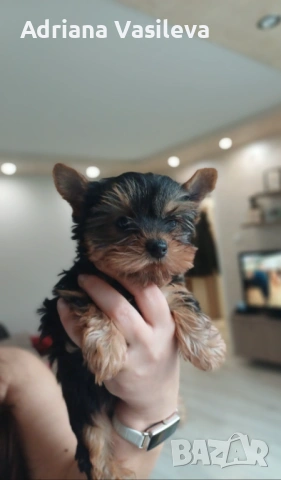 Мини йоркширски териер момче