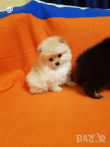 Померан померанчета свободни Гр София, снимка 9 - Померан - 52967032
