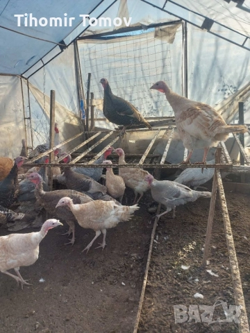 Продавам домашно гледани пуйки пуяци петли кокошки , снимка 17 - Кокошки и пуйки - 52299775