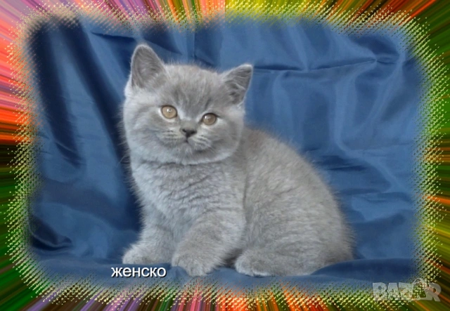 Чистокръвни Британски късокосмести котета, снимка 3 - Британска късокосместа - 53322558