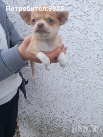 Продавам чихуахуа, снимка 4 - Чихуахуа - 52497665