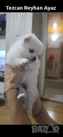 мини померан, снимка 6 - Померан - 51899268