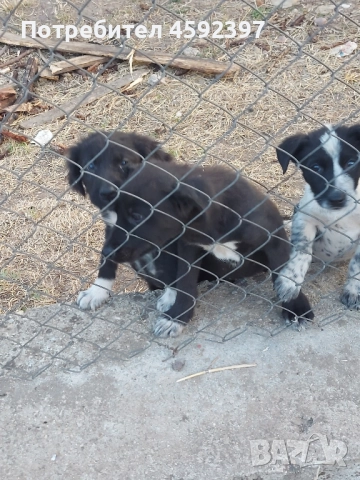 Кученца , снимка 7 - Други - 51697464