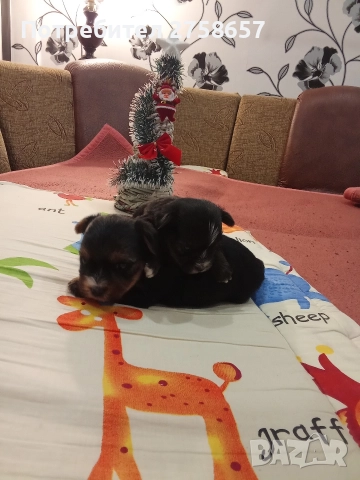 Йоркширски териер, снимка 2 - Йоркширски териер - 52923199