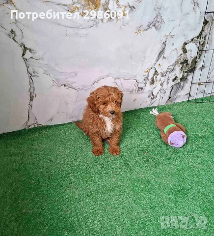 той пудел мъжко кученце , снимка 2 - Пудели - 53452439