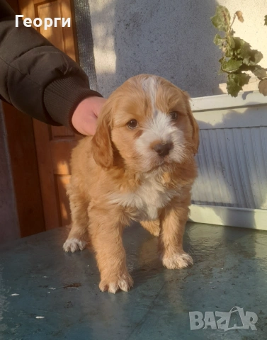 Кокер с Лагото- кученца, снимка 8 - Други - 53262436