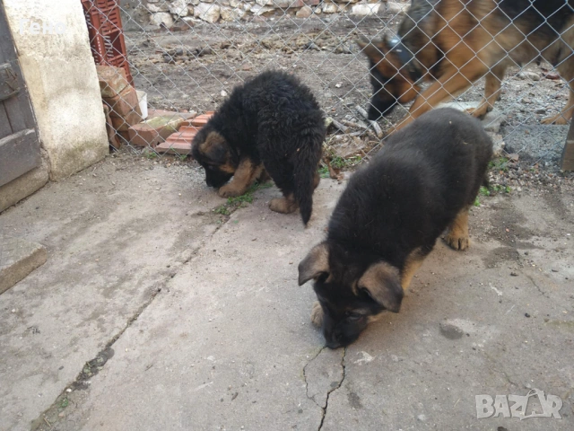 Продавам НОК, снимка 13 - Немска овчарка - 53309940